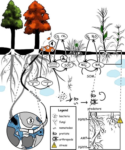 soil organisme