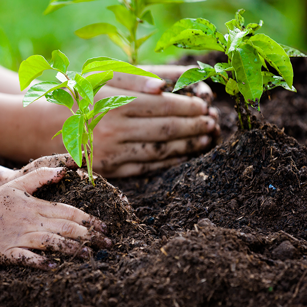 two pairs of hands planting trees in healthy soil