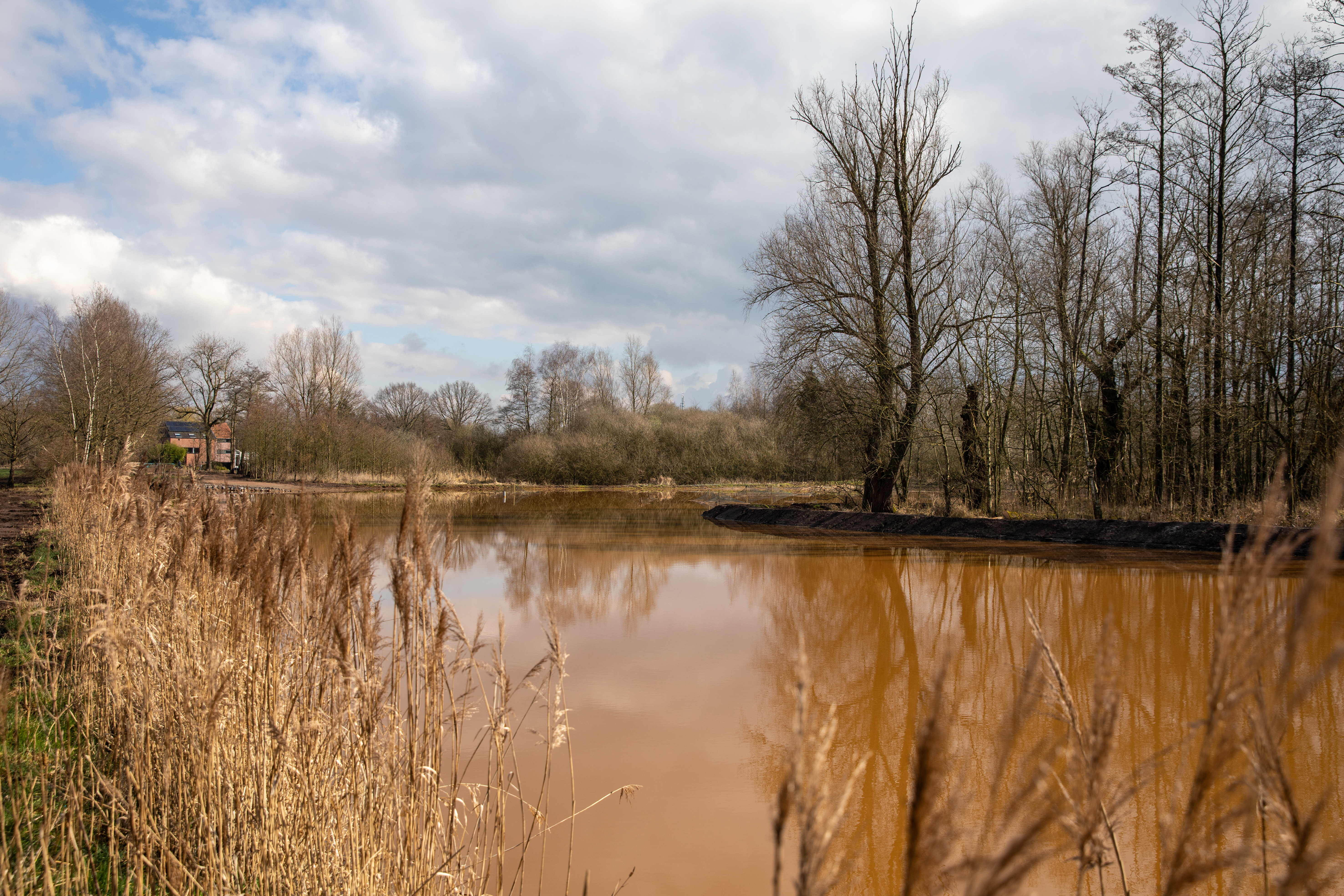 Constructed wetland at Grote Calie, Turnhout