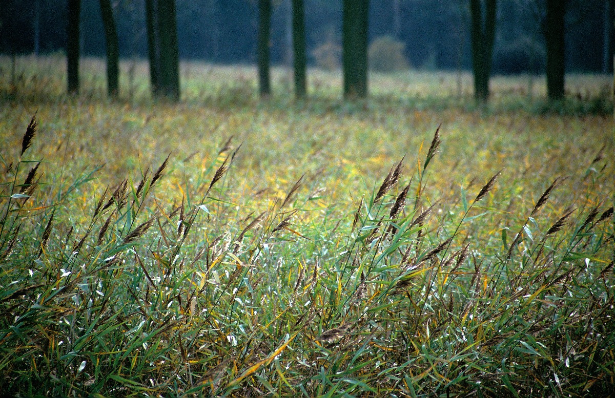 Audio walk in Kloosterbeemden and Demerbroeken